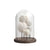 White Resin Ocean Décor with Wooden Base and Glass Cloche - Small FC-SZ24058B