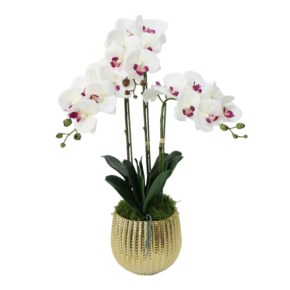 White & Fuchsia Artificial 3-Stem Orchid Arrangement in Gold Ceramic Pot IHR-ORC102-WH1-G