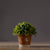 Potted Faux Plant in Rustic Planter - Small 002S
