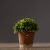 Potted Faux Plant in Rustic Planter - Medium نباتة