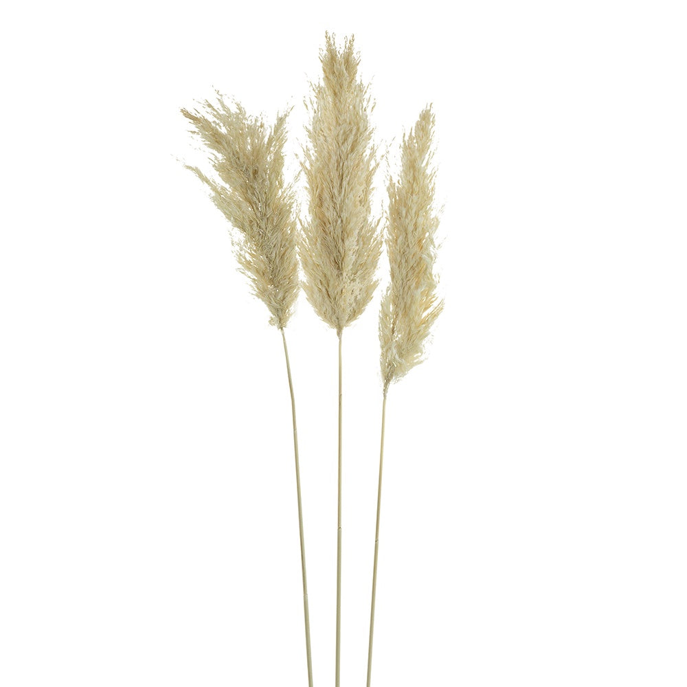 Dried Pampas Bundle (set of 3) 411868-CREA-AB