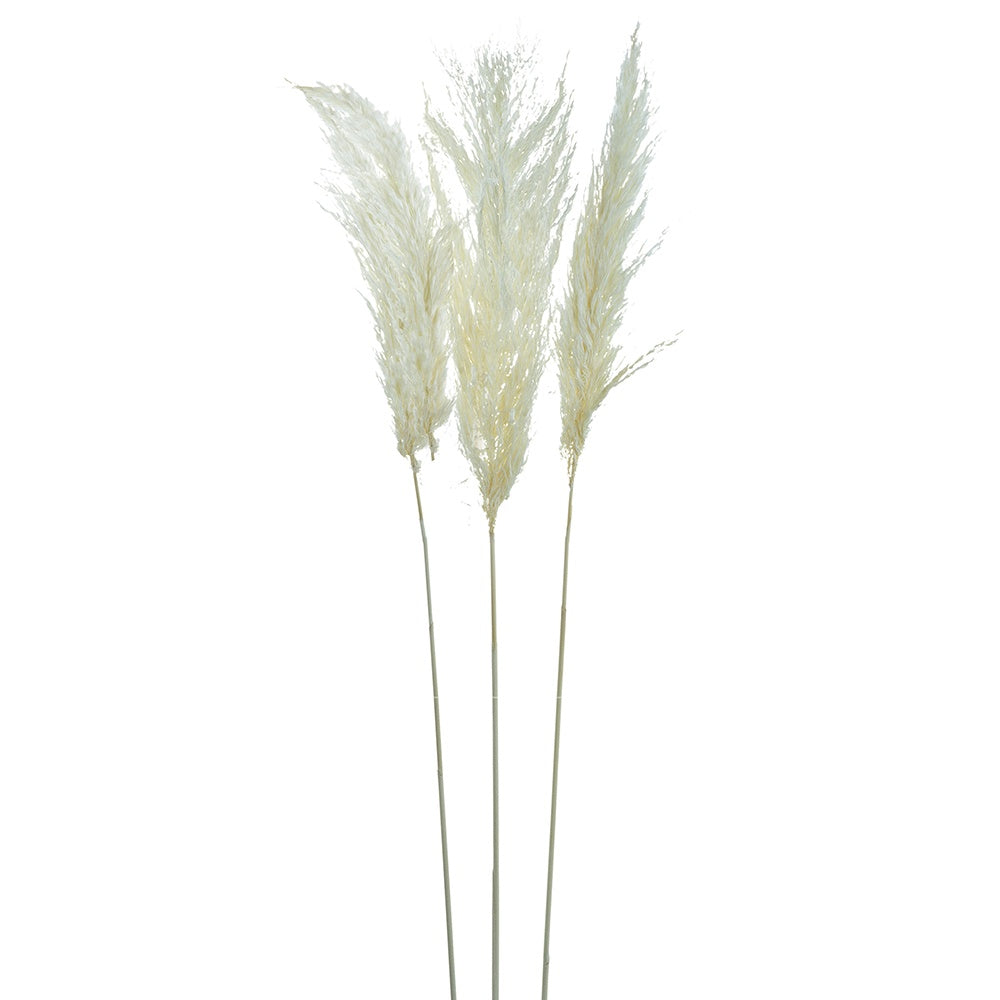 White Dried Pampas Bundle (set of 3) 411868-WHIT-AB