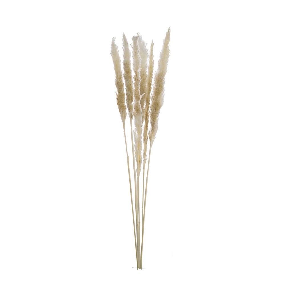 Dried Pampas Bundle (set of 6) 411874-CREA-AB
