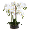 Large Butterfly Orchid with Glass Pot ديكور المنزل