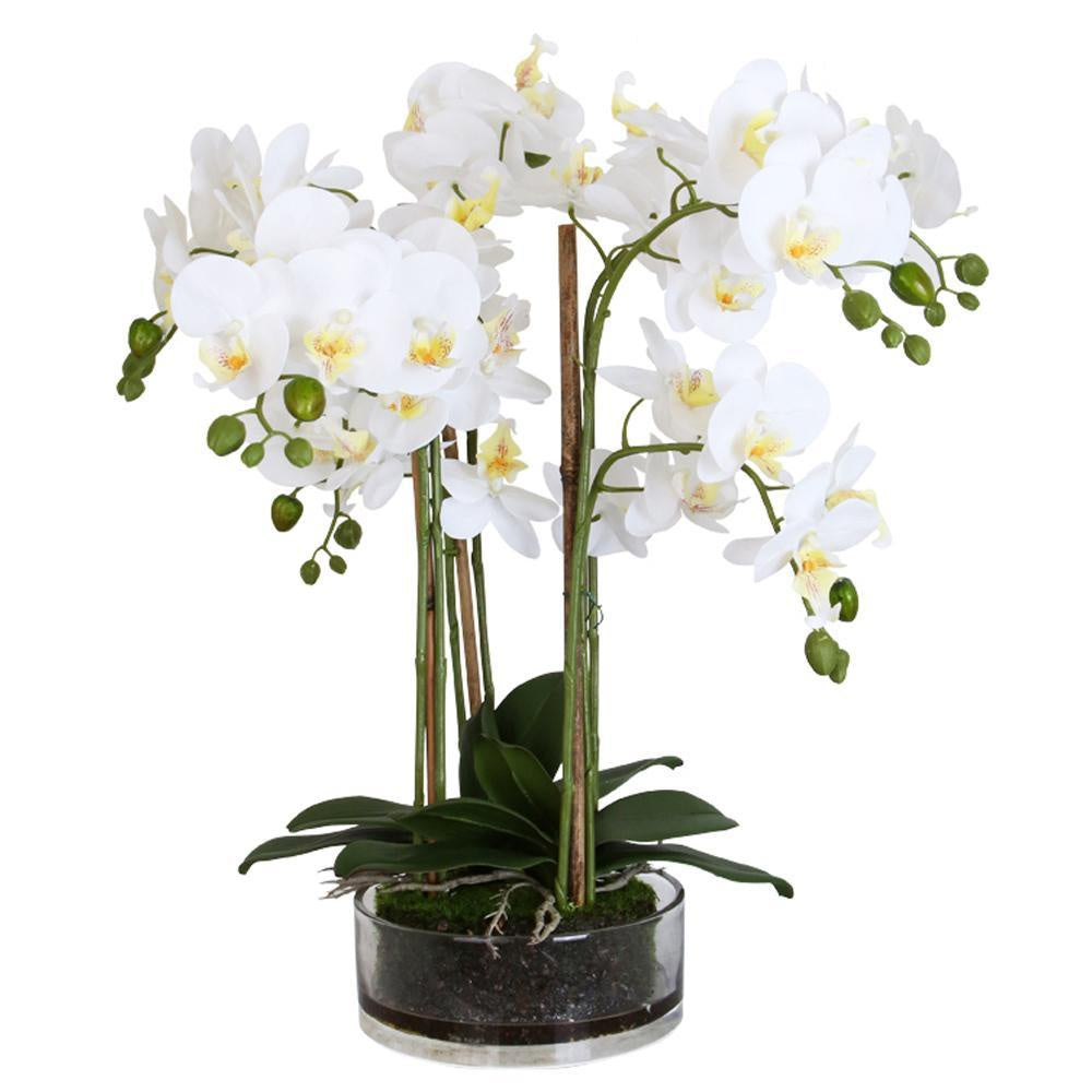 Large Butterfly Orchid with Glass Pot FL-JH252