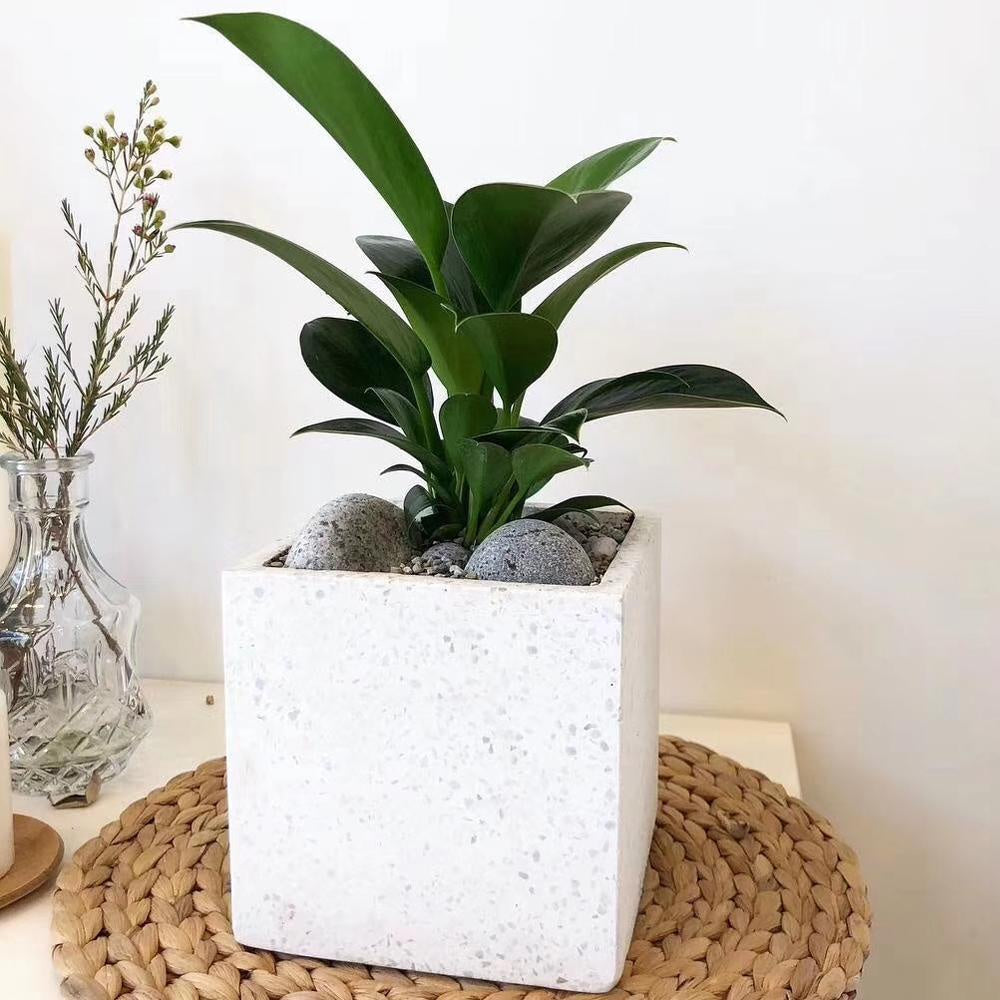 Terrazzo Mini Planter - White ZD-010