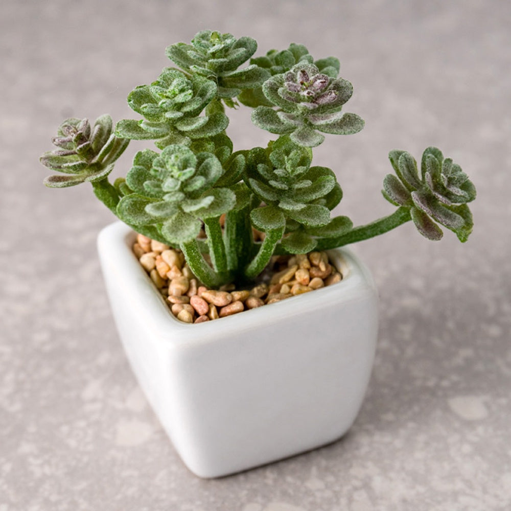 Faux Mini Succulent in White Ceramic Planter SHCK3017011