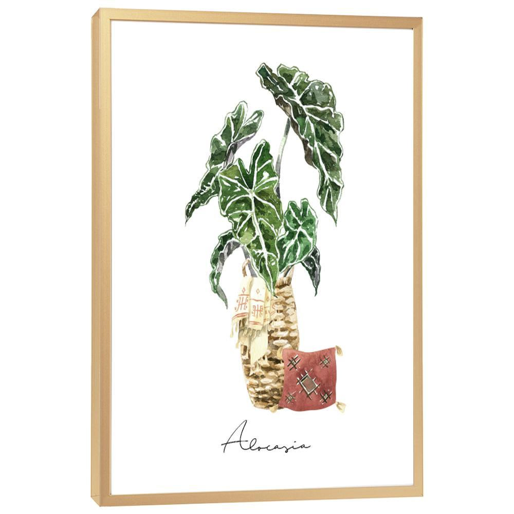 Alocasia - On Sale