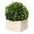 Faux Boxwood in Planter - XS 29395