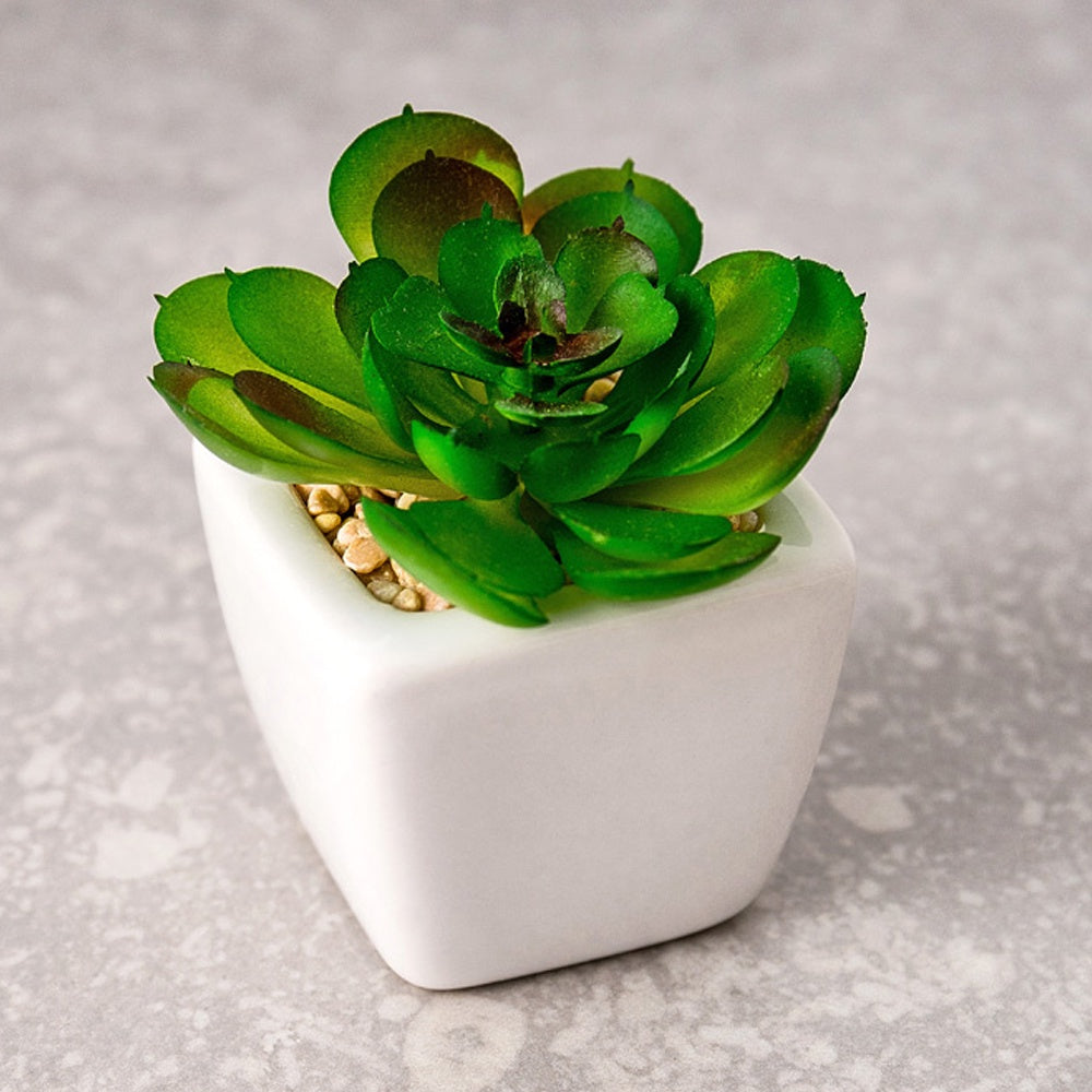 Faux Mini Succulent in White Ceramic Planter SHCK3009011