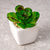 Faux Mini Succulent in White Ceramic Planter SHCK3009011
