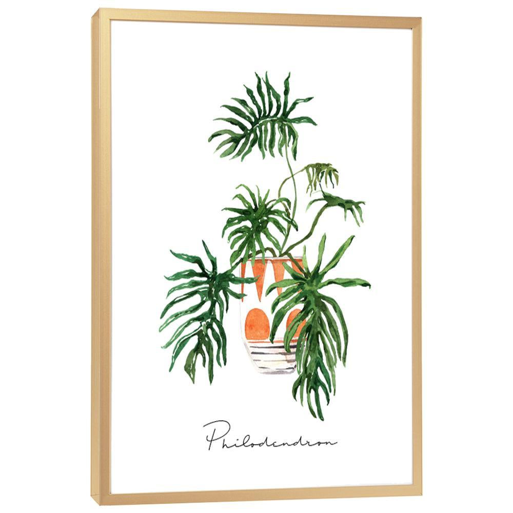 Philodendron - On Sale