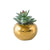 Faux Succulent in Gold Ceramic Mini Planter BG1338Q