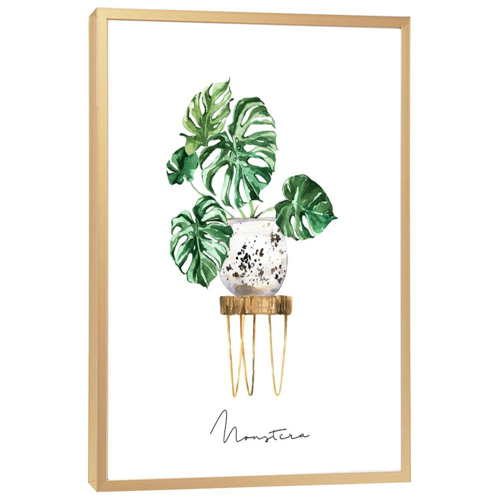 Monstera - On Sale