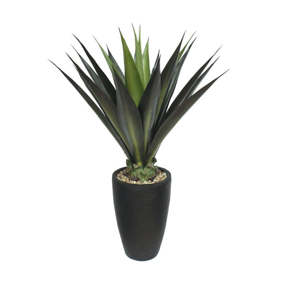 Giant Aloe Plant in Black Planter DVP 11-9