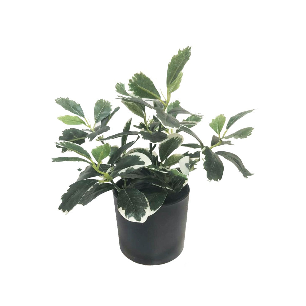 Artificial White Edge Polyscias DVP BS 2-1