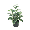 Artificial White Edge Peperomia Plant DVP BS 2-7