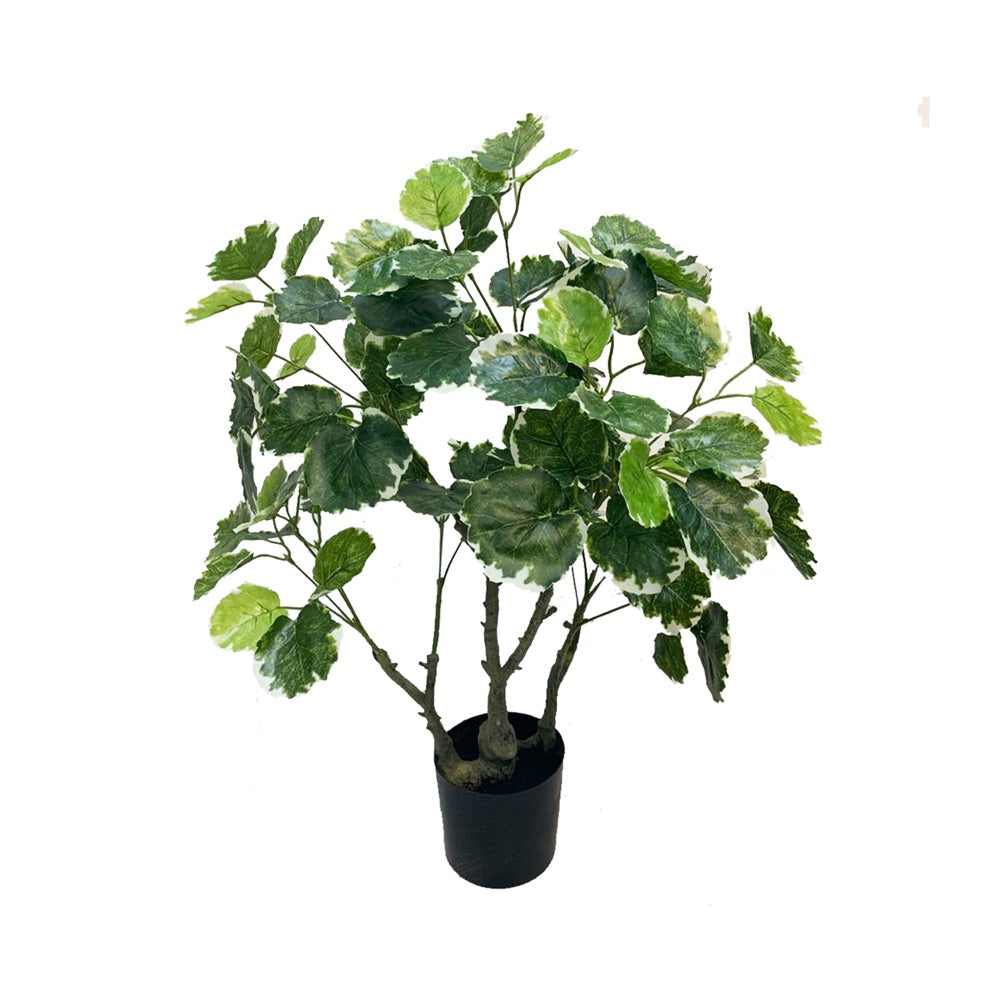 Artificial White Edge Round Leaf Polyscias Plant DVP BS 6-8