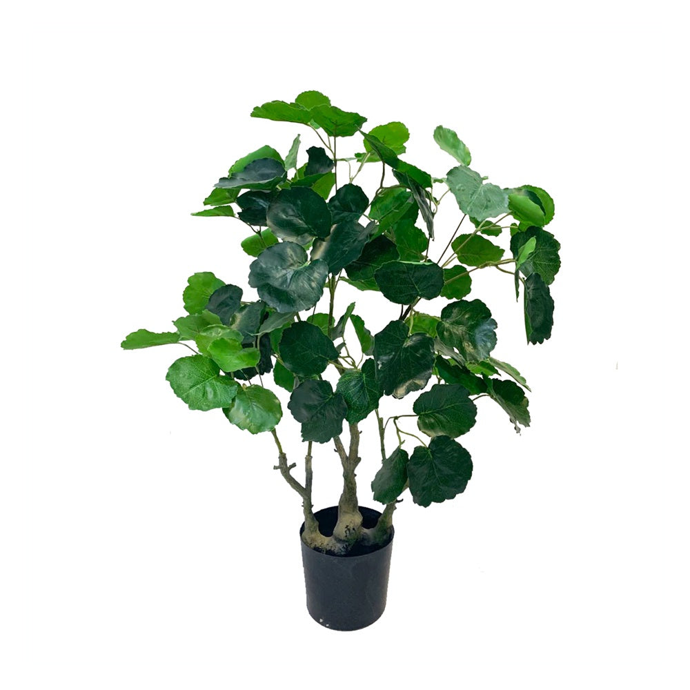 Artificial Green Polyscias Plant DVP BS 6-9