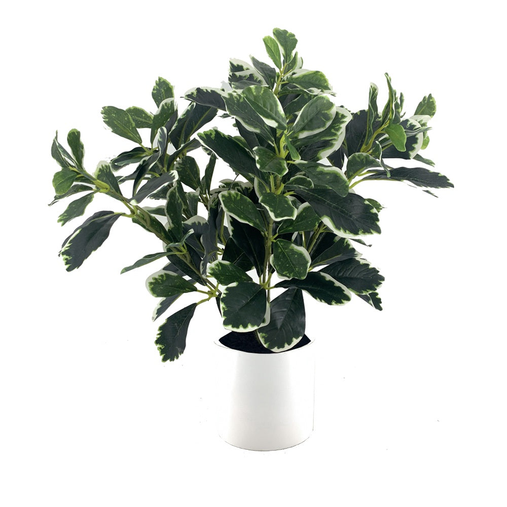 Artificial White Edge Polyscias DVP-14-4