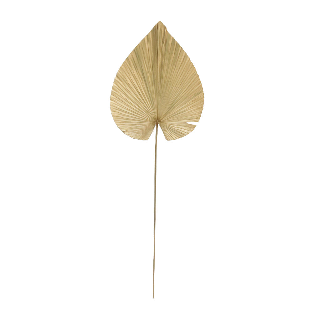 Dried Palm Leaf Stem MRC246-A