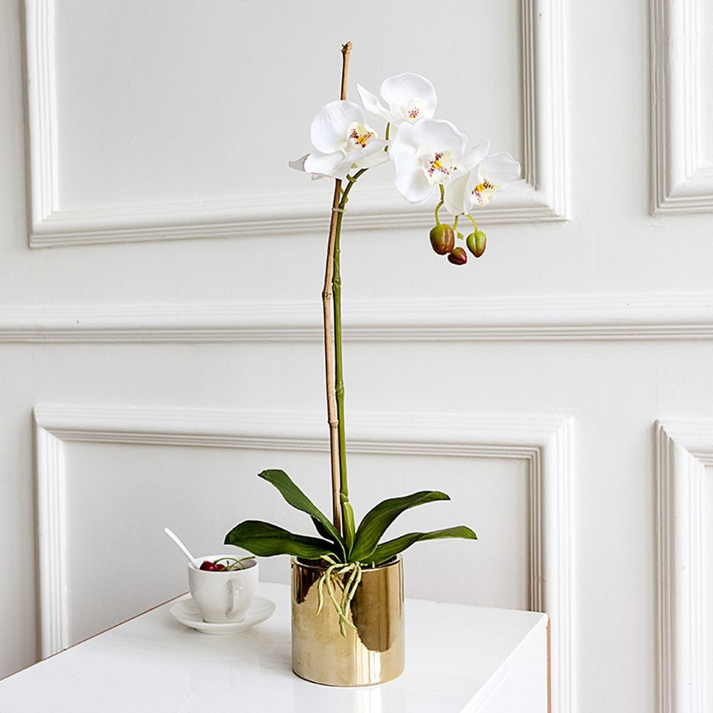 Butterfly Orchid White with Ceramic Pot FL-JH247
