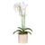 White Potted Orchid in Ceramic Planter 2394-DS